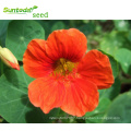 Asian garden indoesnisa Garden or common nasturtium seeds flower seeds